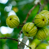 Garcinia Cambogia - Secretdiet Composition 